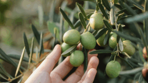 benefici dell'extravergine biologico frantoio oleario colangelo